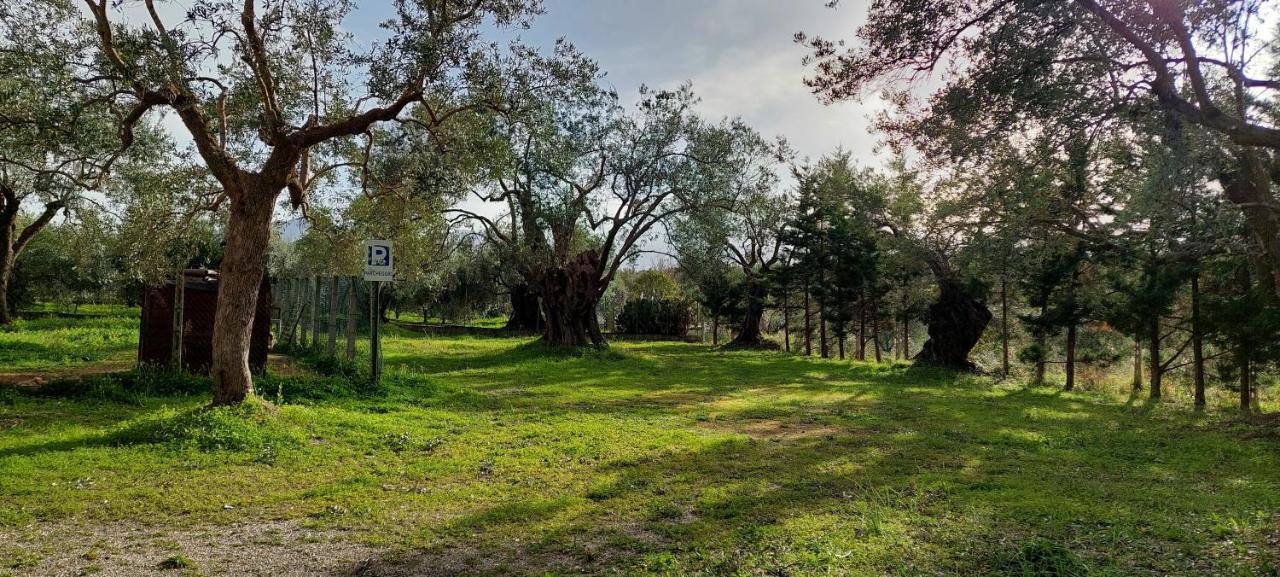 La Piana Degli Ulivi Bed & Breakfast Росано Екстериор снимка